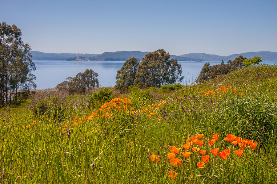 Flower Photograph - Point Pinole Poppies by Marc Crumpler