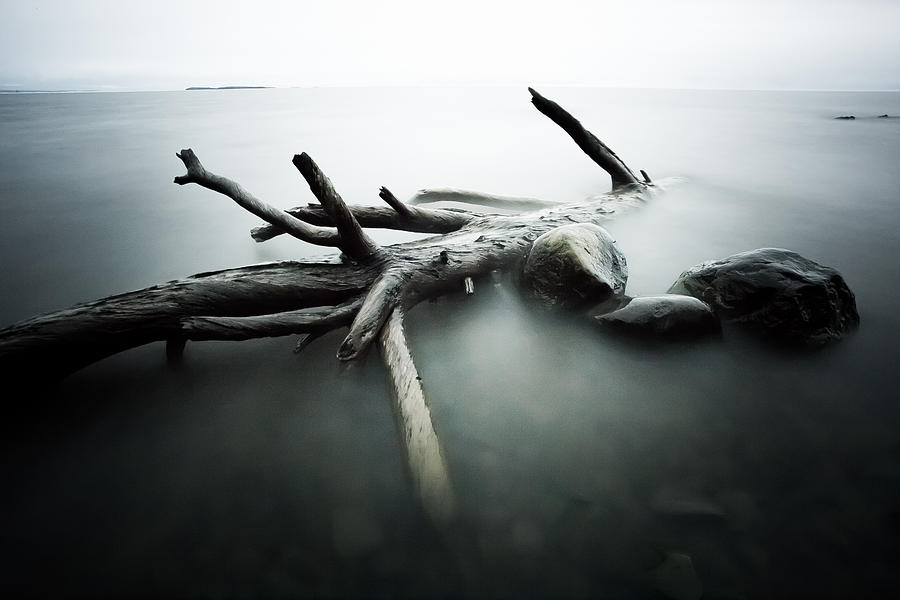 Point Place Driftwood Photograph by Jakub Sisak