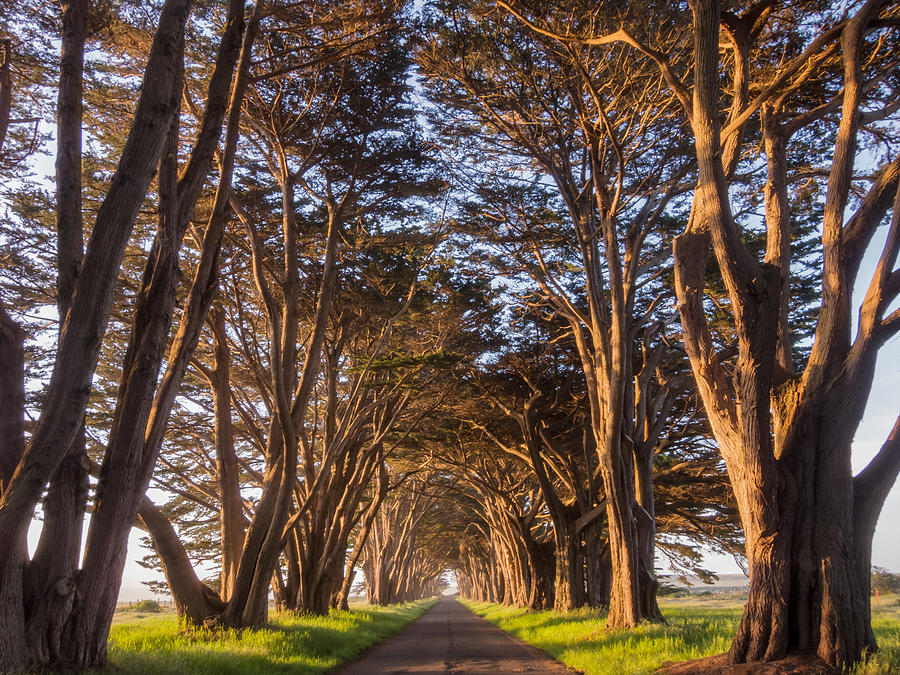 Point Reyes Cypress Tree Tunnel at Golden Hour Photograph by Toby C.
