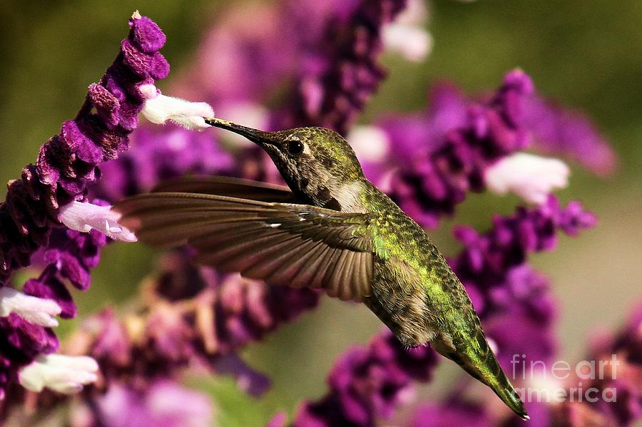 Point Reyes Hummingbird Photograph by Adam Jewell