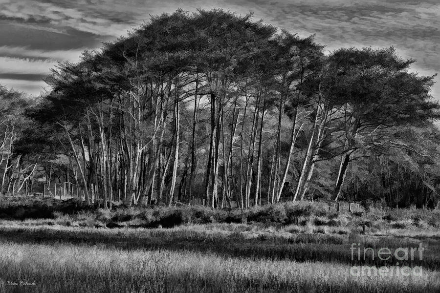 Point Reyes Tree Group Photograph by Blake Richards