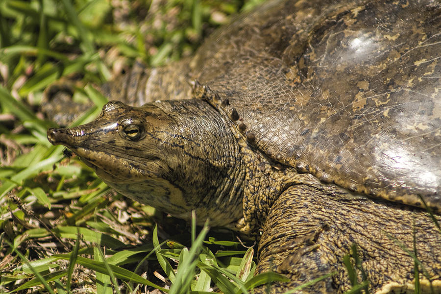 Pointed Nose Florida Softshell Turtle - Apalone Ferox Photograph by ...