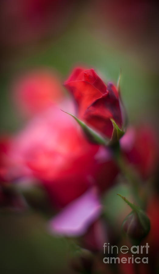 Points Red Rose Photograph by Mike Reid - Fine Art America