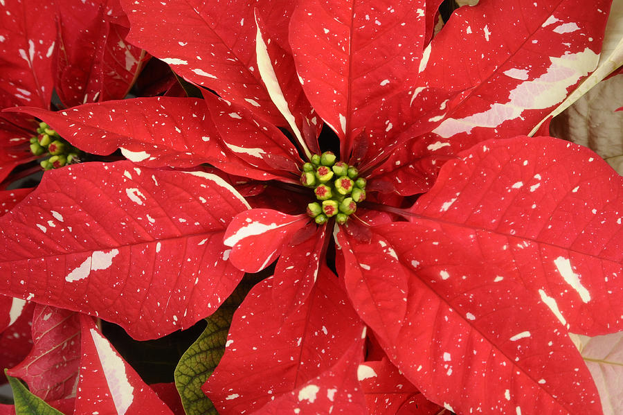 Pointsettia Flower Photograph by Randy Giesbrecht - Fine Art America