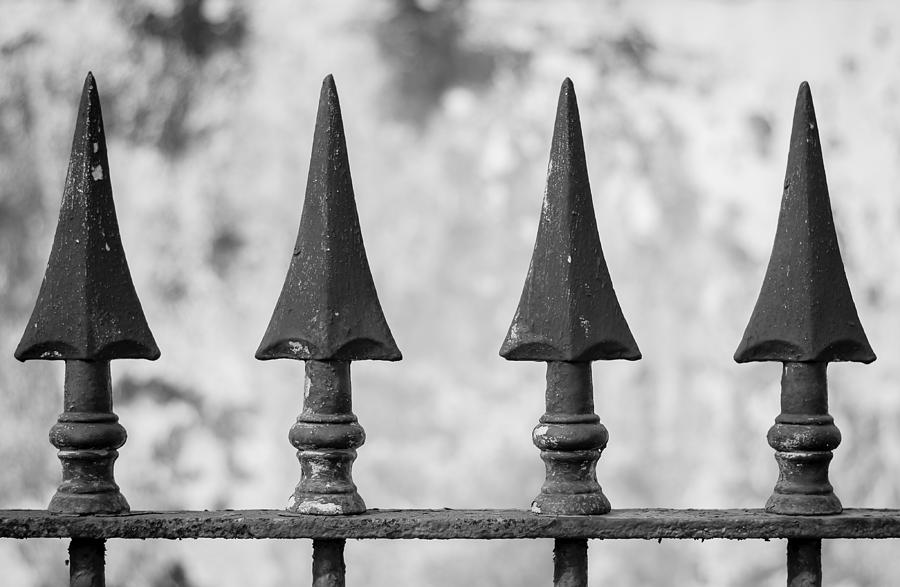 Pointy Noses Photograph by John LeBlanc - Fine Art America