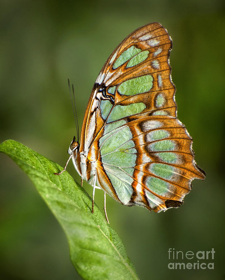 Butterfly Photograph - Poised by Claudia Kuhn