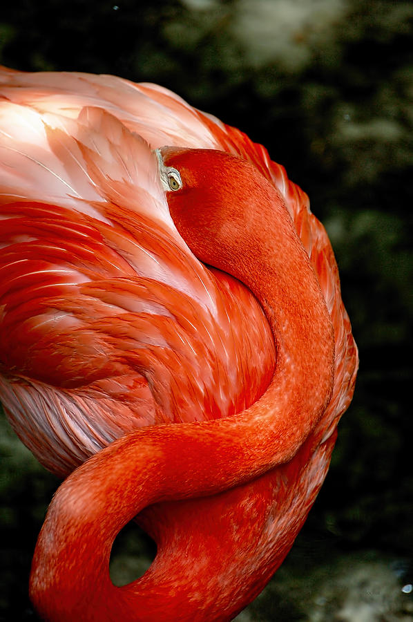 Poised Flamingo Photograph by Donna Proctor