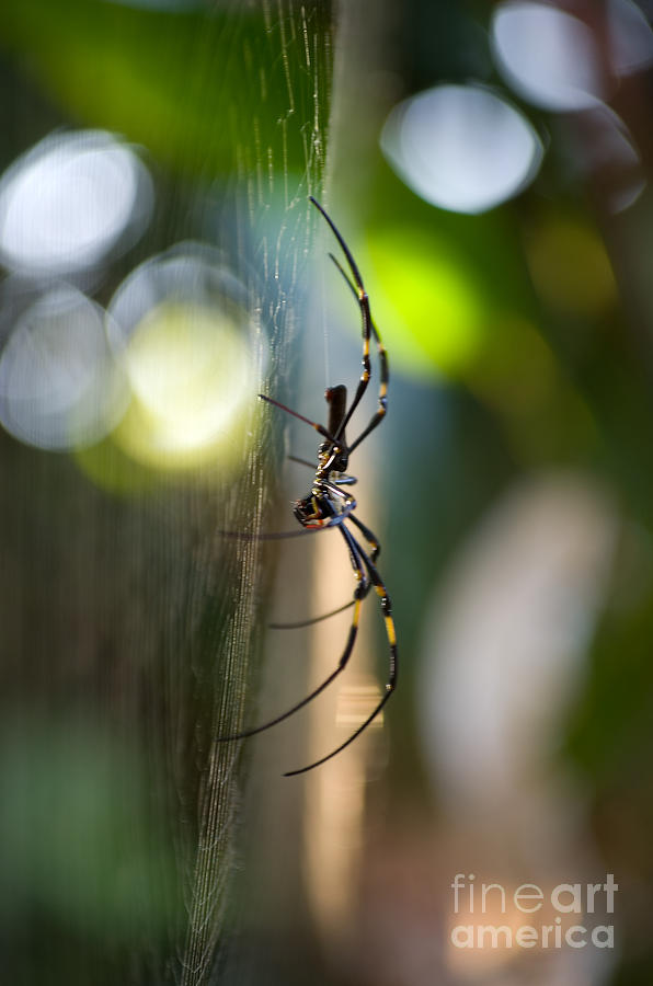 Spider Photograph - Poised by Kerryn Madsen-Pietsch