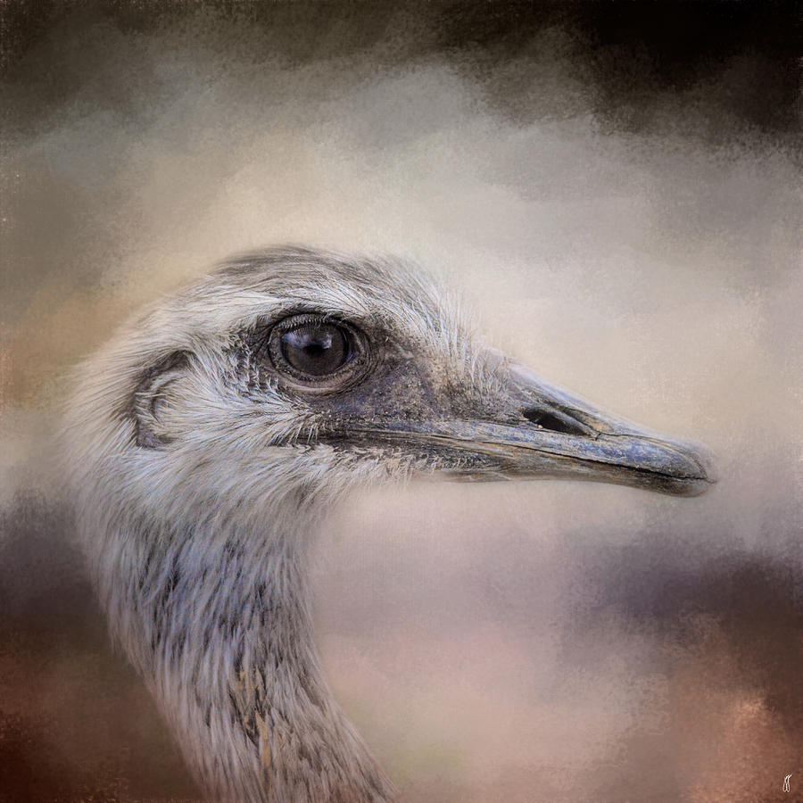 Bird Photograph - Poised - Ostrich - Wildlife by Jai Johnson