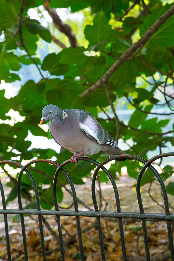 Poised Pigeon Photograph by Allan Morrison