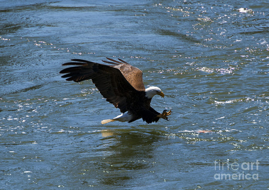 Eagle Photograph - Poised to Catch by Michael Dawson