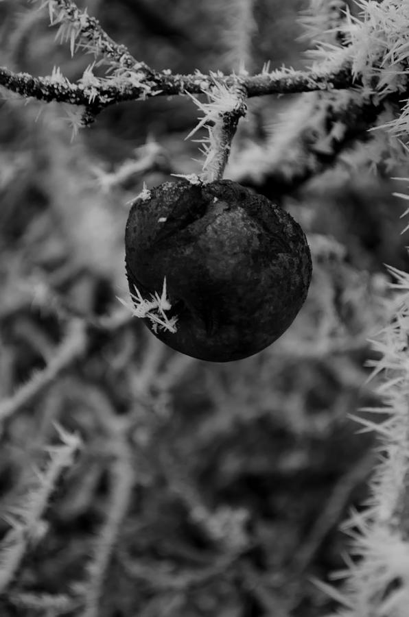 Poison Apple Photograph by Jesse Wright Pixels