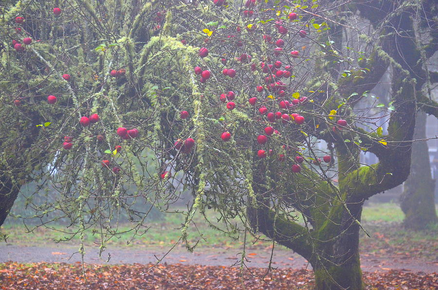 poison fruit trees