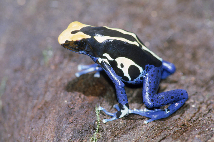 Poison Arrow Frog Photograph by G Ronald Austing