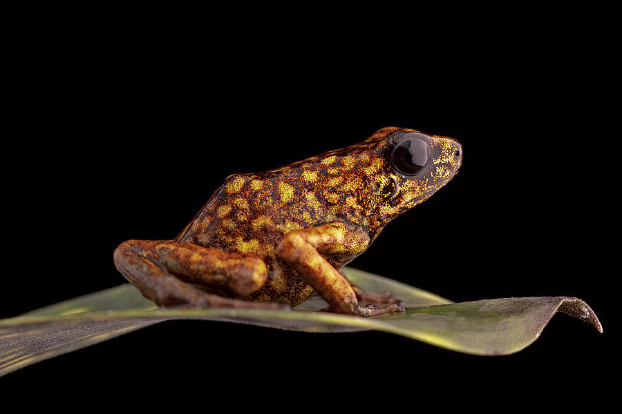 poison arrow frog Peru Photograph by Dirk Ercken