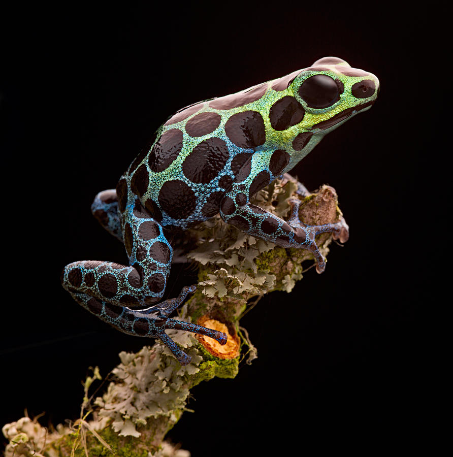 Jungle Photograph - poison arrow frog Peru rain forest by Dirk Ercken