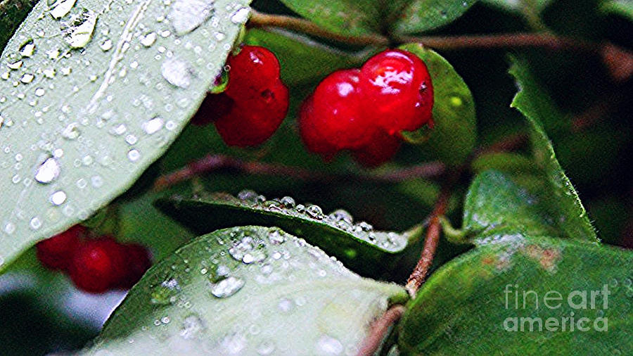 Nature Photograph - Poison Berries by Edward Dovzhansky