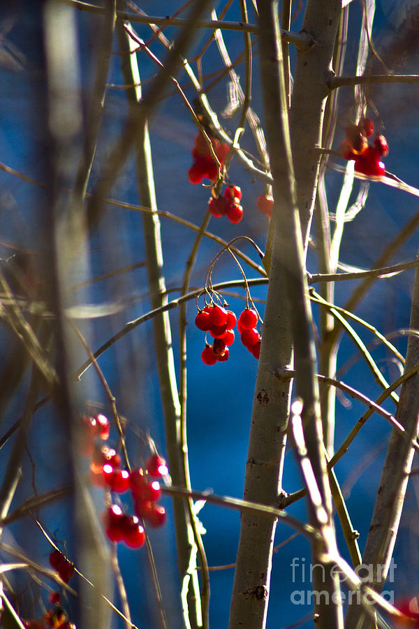 Poison Berries Photograph by Joel Loftus