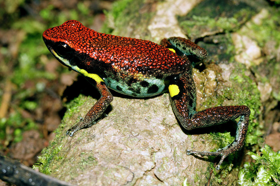 Poison Dart Frog T-shirt. Every Purchase Helps Protect Rainforests