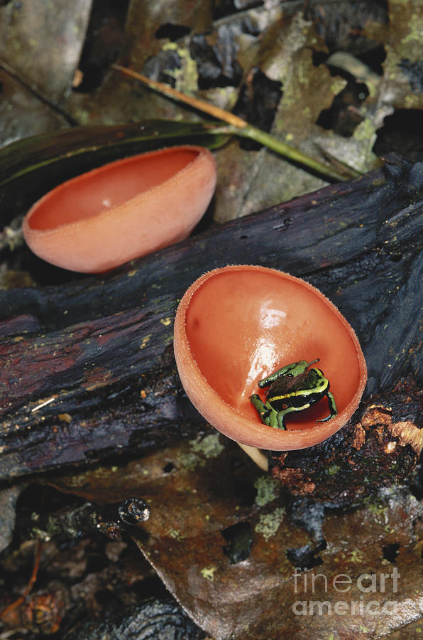 Mushroom Photograph - Poison Dart Frog by Gregory G. Dimijian, M.D.