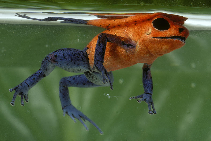 Poison Dart Frog Photograph by Paul Zahl