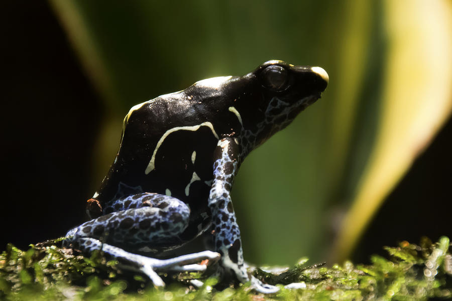 Poison Dart Frog Photograph by Tracy Winter