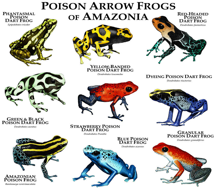 Poison Dart Frogs Of Amazonia Photograph by Roger Hall