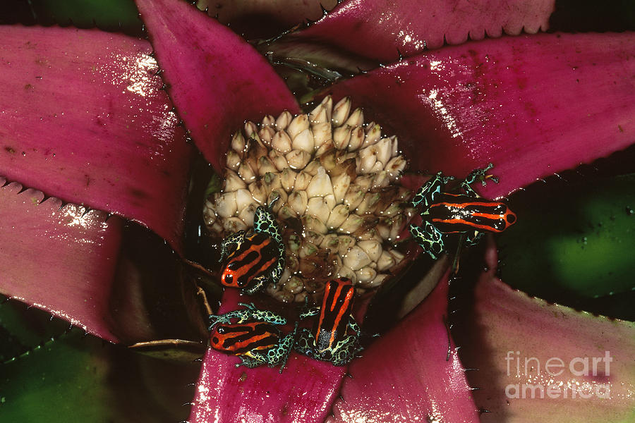 Poison Frogs On Bromeliad Photograph by Art Wolfe