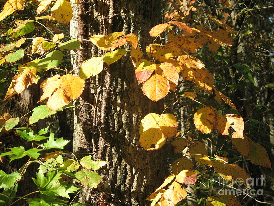 Poison Ivy Photograph by Julie Kind - Fine Art America