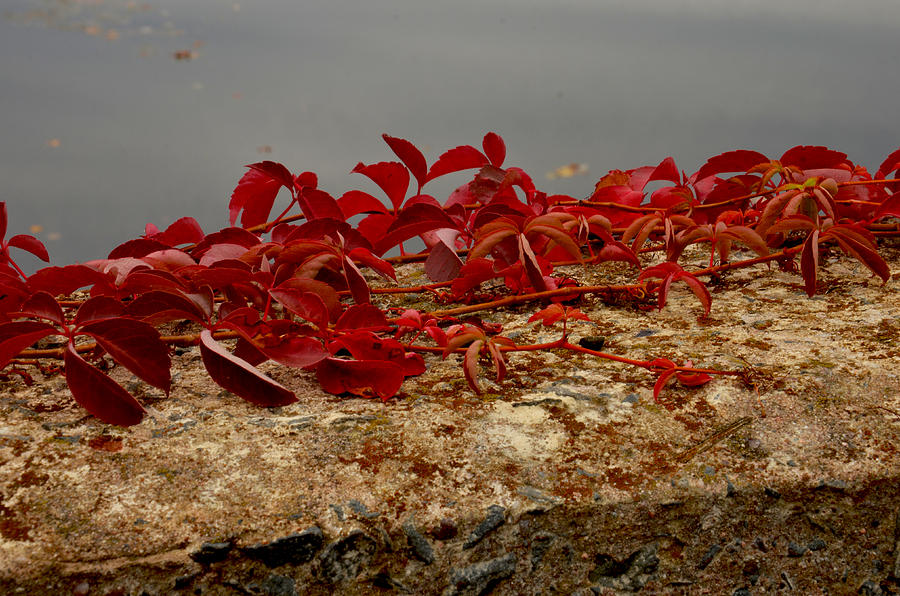 Poison ivy Photograph by Ricardo Dominguez