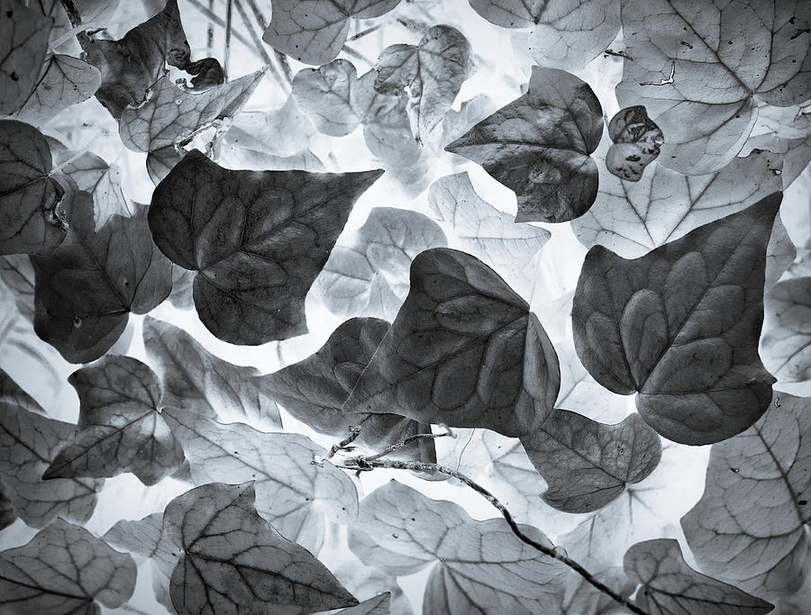 Nature Photograph - Ivy League by Wayne Sherriff
