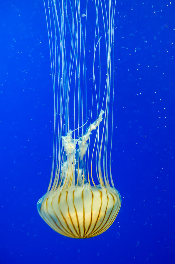 Poison Jellyfish With Blue Background Photograph by Alex Grichenko