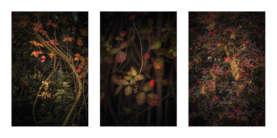 Poison Oak Collage Photograph by Alexander Kunz