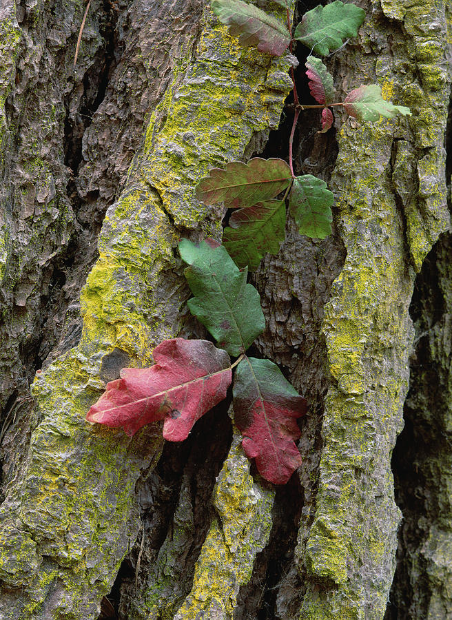 Poison Oak On Monterey Pine Bark Pt Photograph by Tim Fitzharris