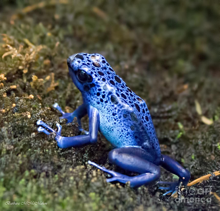 Poisonous Blue Beauty Photograph by Barbara McMahon