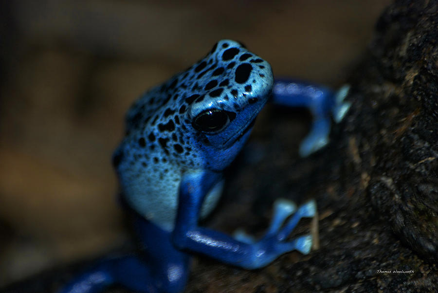 Animal Digital Art - Poisonous Blue Frog 02 by Thomas Woolworth