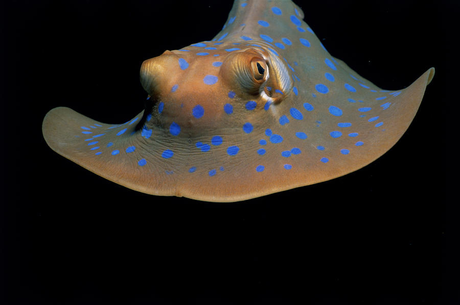 Poisonous Blue-spotted Stingray Photograph by Jeff Rotman