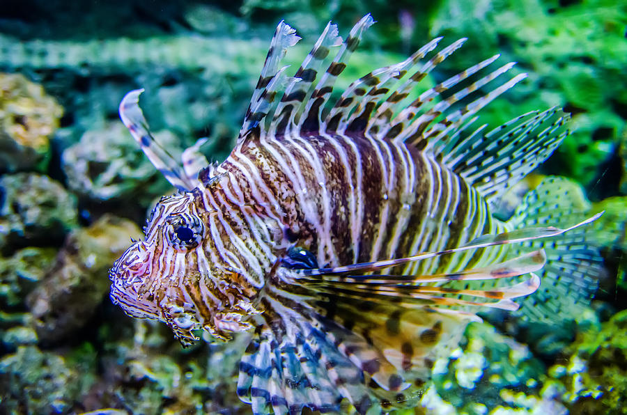 Poisonous Exotic Zebra Striped Lion Fish  Photograph by Alex Grichenko