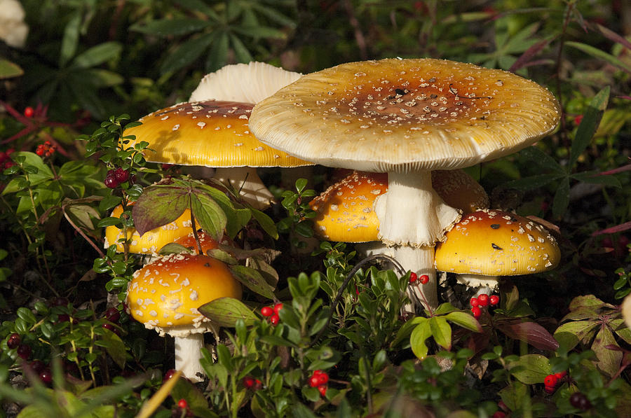Poisonous Fly Agaric Mushrooms Yukon Photograph by Michael Quinton Poisonous Fly Agaric Mushrooms Yukon Photograph by Michael Quinton