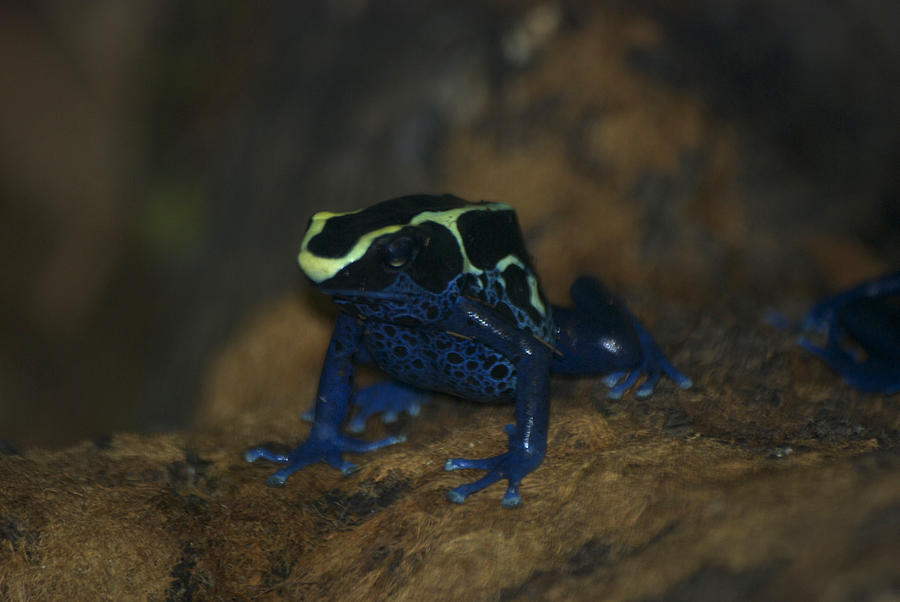 Animal Photograph - Poisonous Frog 02 by Thomas Woolworth