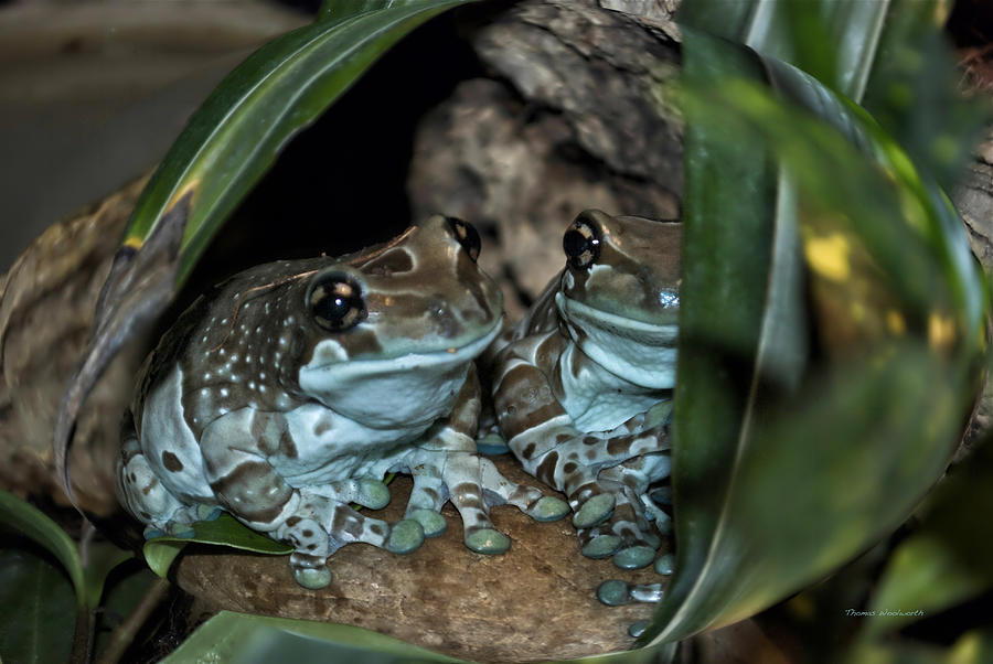 Animal Photograph - Poisonous Frogs With Sticky Feet by Thomas Woolworth