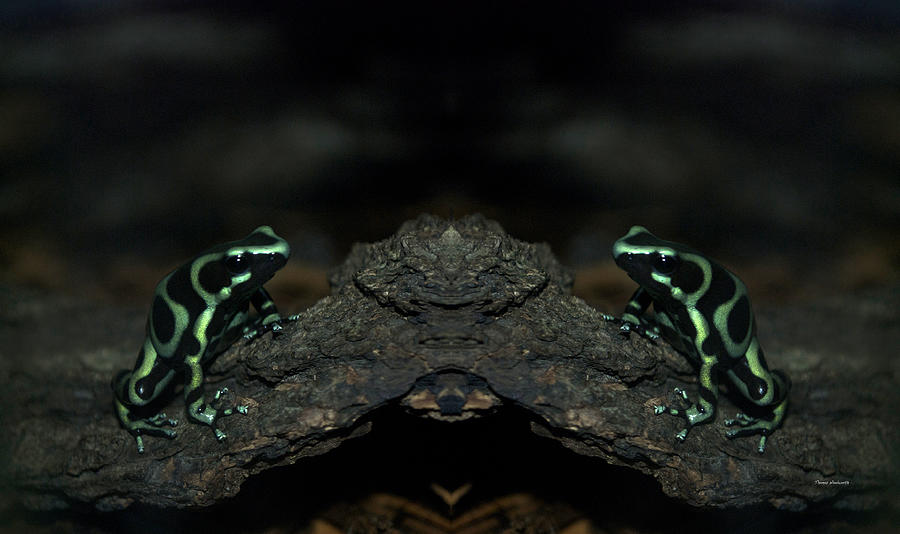 Animal Digital Art - Poisonous Green Frogs Mirror Image by Thomas Woolworth