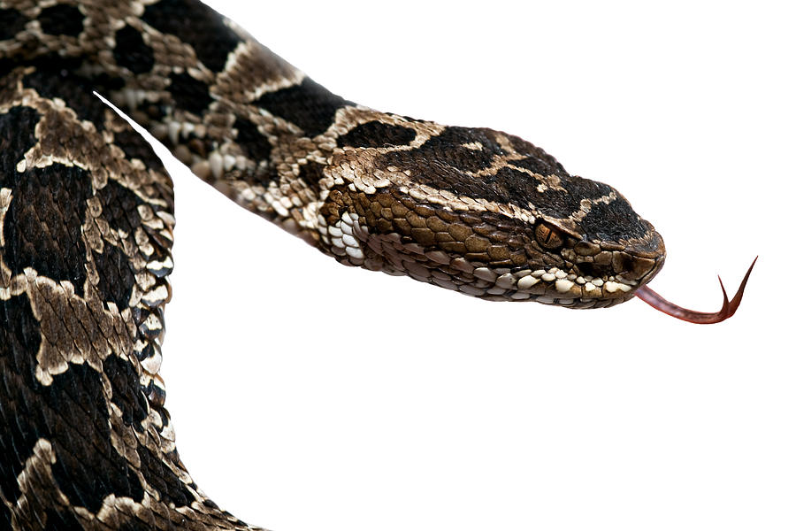 Jungle Photograph - Poisonous Snake by Dirk Ercken