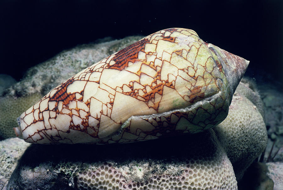 Poisonous Textile Cone Shell Photograph by Jeff Rotman
