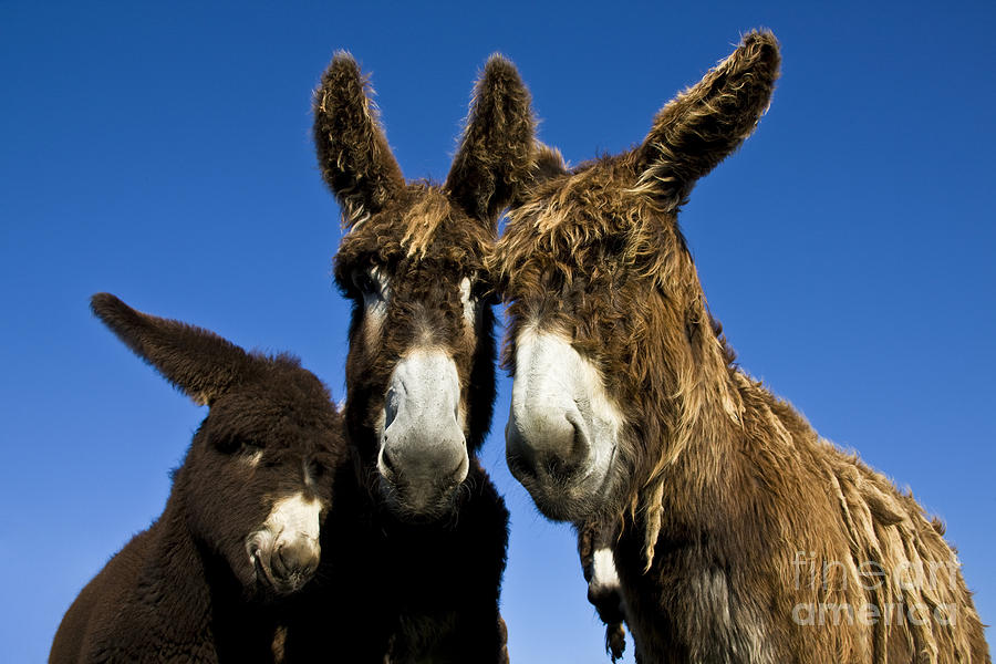 Poitou Donkey Family Photograph by Jean-Louis Klein and Marie-Luce Hubert