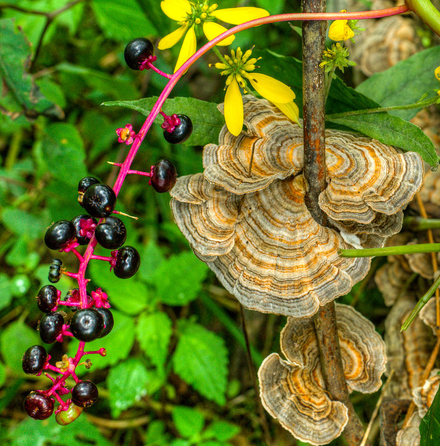 Poke and Bracket Fungi Photograph by Douglas Barnett