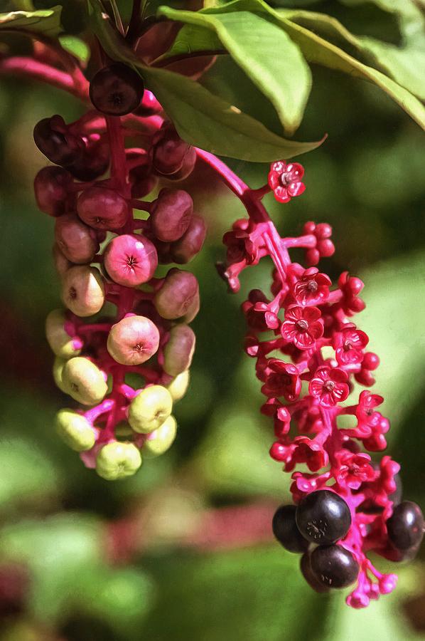 Pokeberries Photograph by CarolLMiller Photography