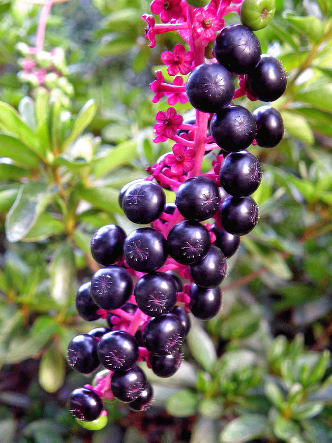 Flower Photograph - Pokeberries by Jean Hall