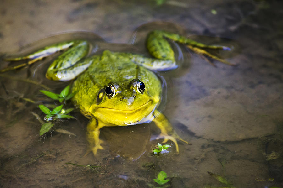 Chubby Green Frog Photograph by Christina Rollo