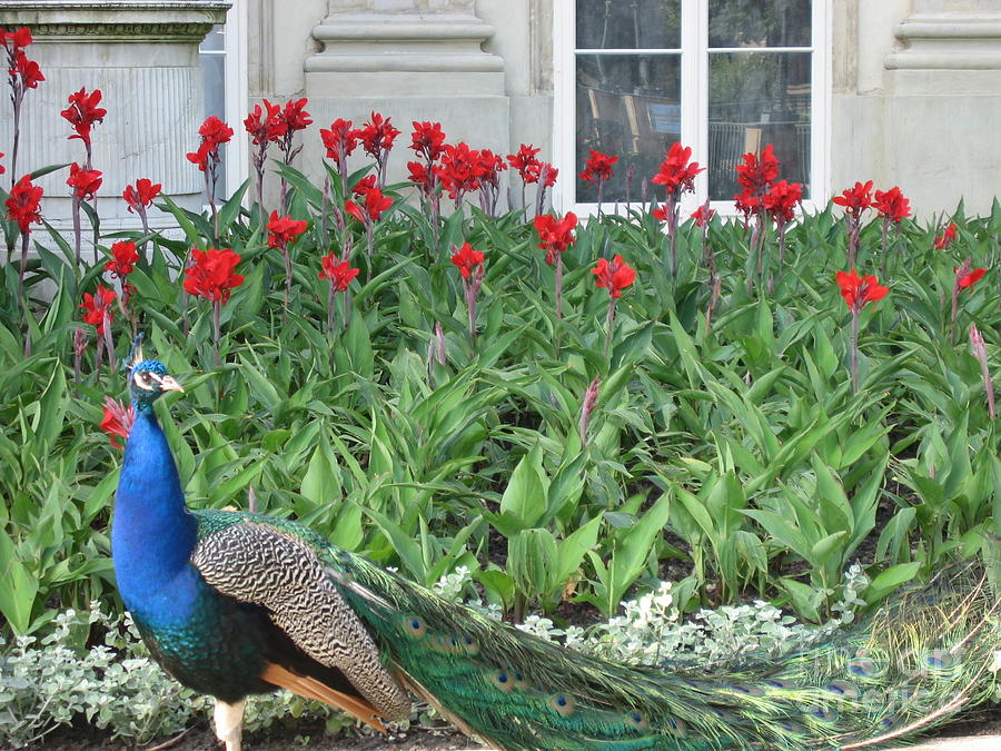 Poland - peacock Photograph by Nora Boghossian